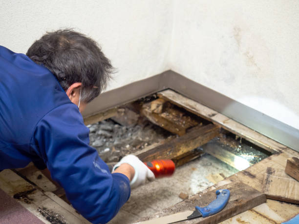 Best Black Mold Remediation in Lake Linden, MI