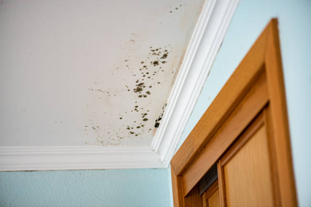 Best Commercial Mold Remediation in Lake Linden, MI