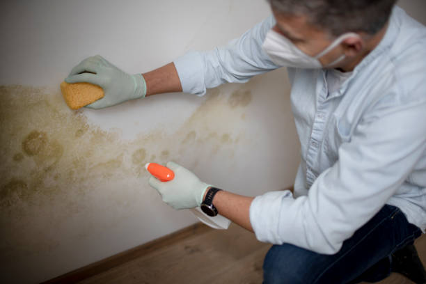Reliable Lake Linden, MI Mold Remediation Solutions