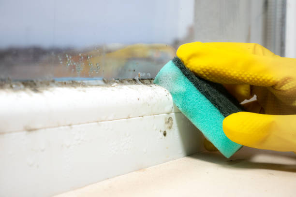 Best White Mold Remediation in Lake Linden, MI