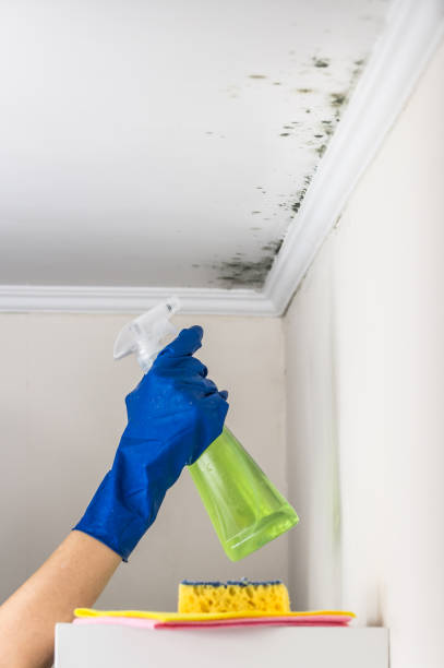 Best Mold Testing and Inspection Services in Lake Linden, MI